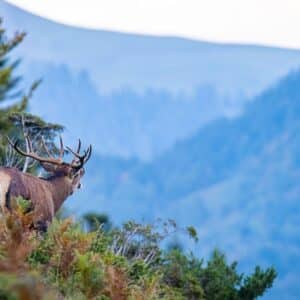 Brame du Cerf